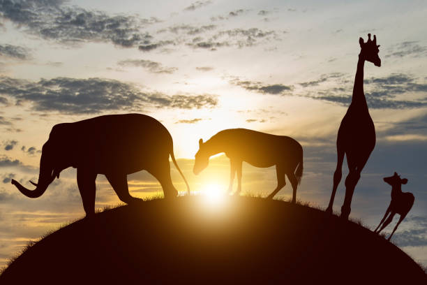 istock World Wildlife Day 1461229611