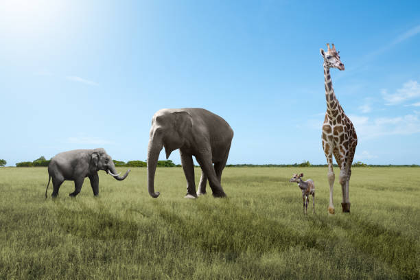 istock World Wildlife Day 1461229670