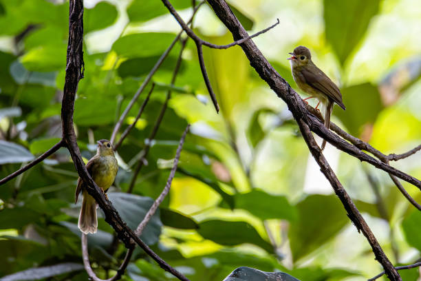 istock Nature wildlife bird of Hairy-backed Bulbul perched on tree. 1461230335