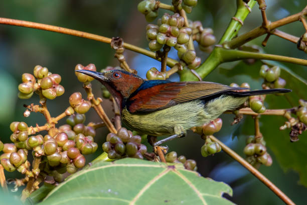 naturbild der tierwelt des rotkehl-sonnenvogels auf einem obstbaum - gelbbrustara stock-fotos und bilder