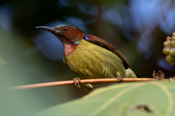 naturbild der tierwelt des rotkehl-sonnenvogels auf einem obstbaum - gelbbrustara stock-fotos und bilder