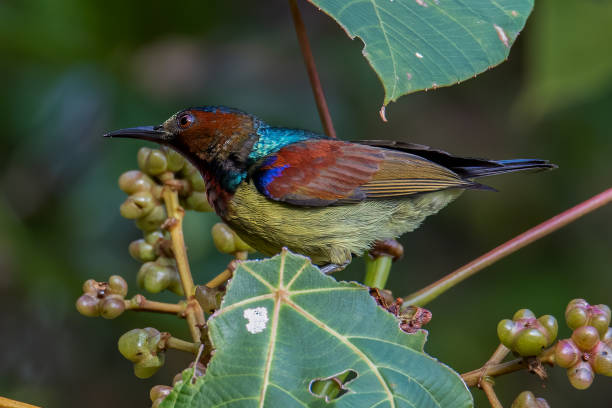 naturbild der tierwelt des rotkehl-sonnenvogels auf einem obstbaum - gelbbrustara stock-fotos und bilder