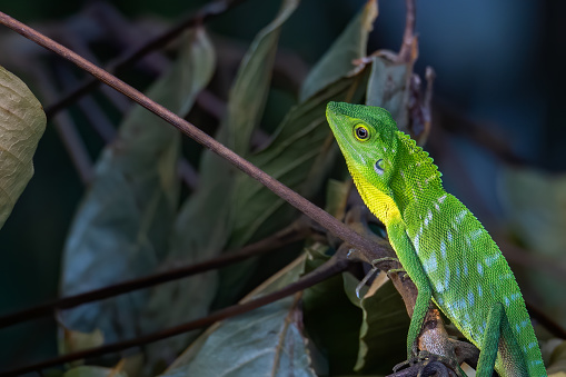 Green Lizard , Close up with a beautiful lizard , Close up view of a cute green Lizard on the wild