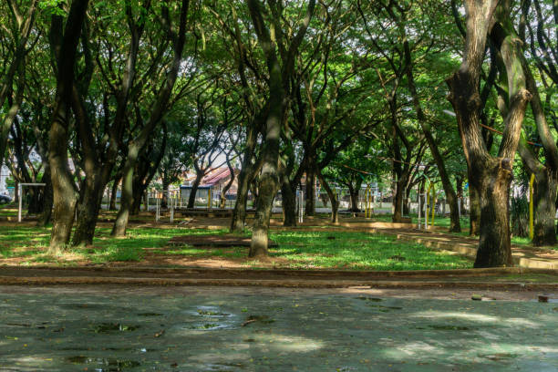 istock Low angle view of dense tree. full frame shot of a tree. tree branches 1461231536