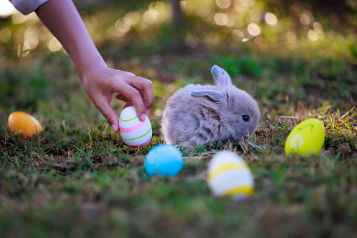 Adorable little bunny holland lop eating a green grass and staying in the meadow and child enjoy to collect Easter eggs around rabbits in the garden. Easter egg hunt.