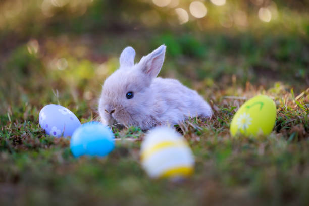 istock Lovely bunny fluffy baby rabbit with colorful easter eggs in the garden. Easter Bunny with eggs hunt. Symbol of Easter day. 1461231644