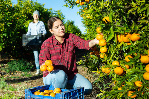 istock Hardworking farmer girl plucks ripe tangerines 1461231729