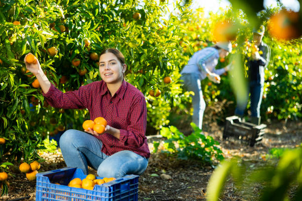 istock Hardworking farmer girl plucks ripe tangerines 1461231742