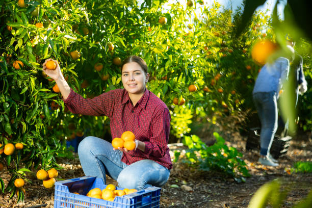 istock Hardworking farmer girl plucks ripe tangerines 1461232148