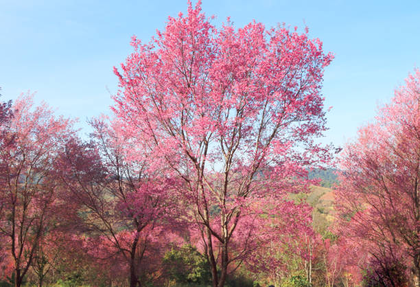 Cherry blossom tree. Wild Himalayan Cherry Blossom flowers. Close up pink exotic flowers on Cherry blossom tree in park with morning light. pink flowering dogwood stock pictures, royalty-free photos & images