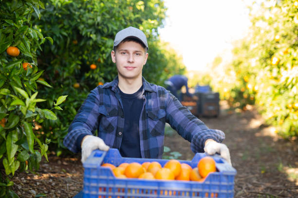 istock Young farmer guy inspects the collected tangerines in crates 1461233453