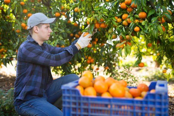 istock Farmer guy plucks tangerines, putting fruit in a crate 1461233475
