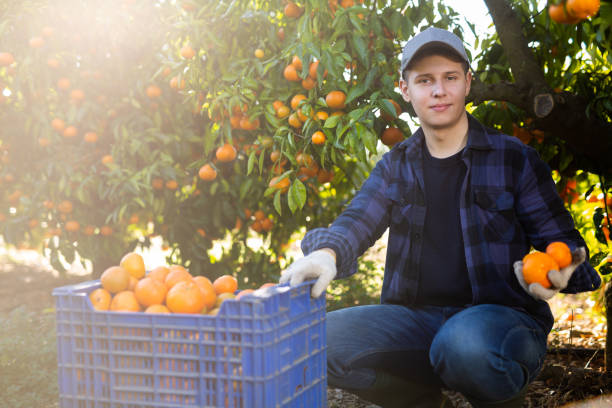 istock Farmer guy plucks tangerines, putting fruit in a crate 1461233490