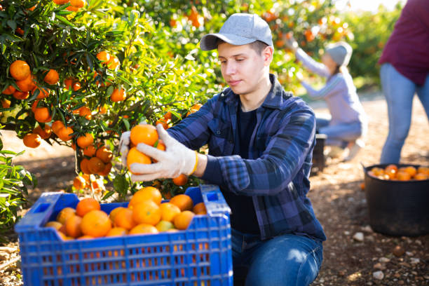 istock Farmer guy plucks tangerines, putting fruit in a crate 1461233590