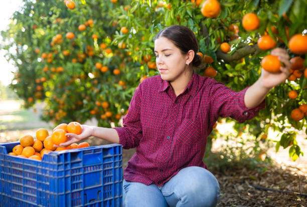 istock Hardworking farmer girl plucks ripe tangerines 1461233599