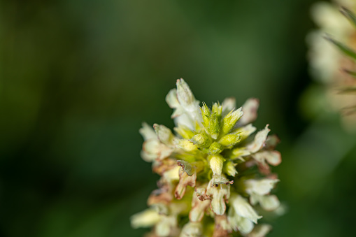 flowers captured in Bohinj valley Slovenia