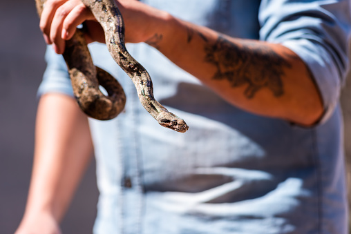 Man holding a pet ball python snake
