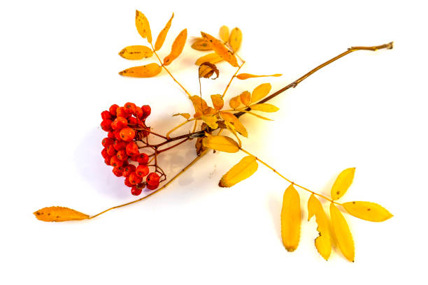 istock Isolated on white background rowan branch with red berries 1461241844