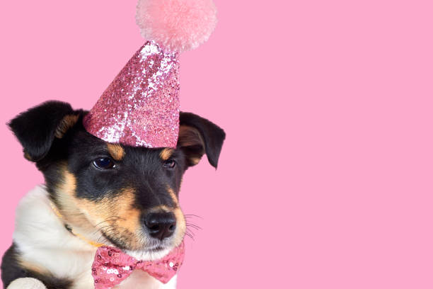 istock Little puppy in a pink hat, copy space, birthday theme. 1461244842