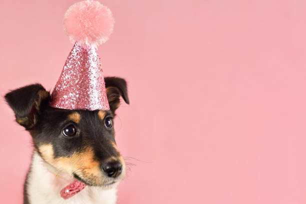 istock Little puppy in a pink hat, copy space, birthday theme. 1461244861