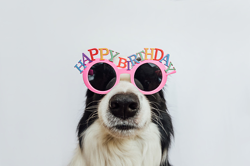Concepto de fiesta de feliz cumpleaños. Divertido lindo cachorro perro border collie con anteojos tontos de cumpleaños aislados sobre fondo blanco. Perro mascota el día de cumpleaños. photo