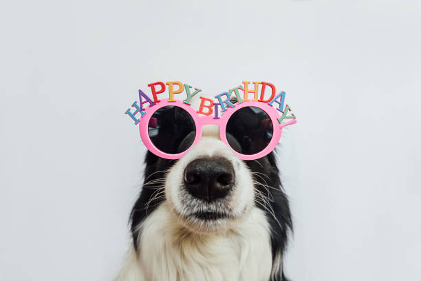 concetto di festa di buon compleanno. divertente simpatico cucciolo di cane border collie che indossa occhiali da vista sciocchi di compleanno isolati su sfondo bianco. cane da compagnia il giorno del compleanno. - birthdays foto e immagini stock