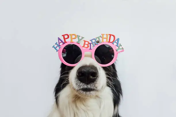 Photo of Happy Birthday party concept. Funny cute puppy dog border collie wearing birthday silly eyeglasses isolated on white background. Pet dog on Birthday day.