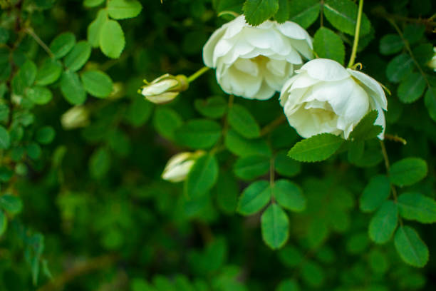 white roseship flower on a dark green background. Two flowers in a pair. Together. The concept of a tender wedding. Card with space for text. High quality photo