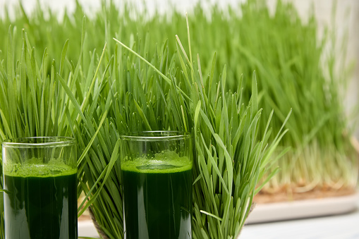 Wheatgrass saturates body with dietary fiber which improves bowel function cleanses of toxins. Against background substrate with sprouted wheat there two full glasses wheatgrass next bundles cut wheat