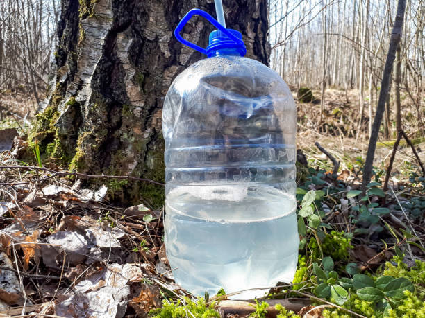 istock Collecting sap from trunk of birch tree in spring. A birch tree has been tapped in spring to get sap. Sap dripping into a plastic bottle 1461252151