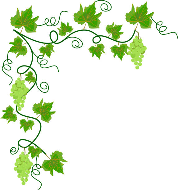 trauben vine - vineyard ripe crop vine stock-grafiken, -clipart, -cartoons und -symbole