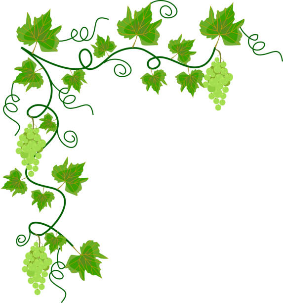 illustrazioni stock, clip art, cartoni animati e icone di tendenza di uva vite - vineyard ripe crop vine