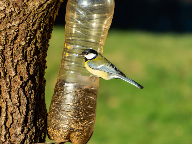 istock Great tit visiting bird feeder made from reused plastic bottle full with grains on a sunny day. Bird feeder bottle hanging in the tree. Great tit sitting on the side of the bottle feeder 1461253045