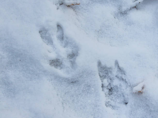 istock Footprints of a roe deer in deep snow in winter 1461253046
