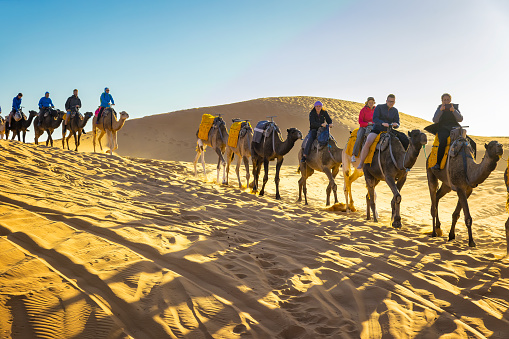 Tourists riding camels on sand dunes in the desert, Merzouga, Erg Chebbi sand dunes region, Sahara, Morocco. Model released.