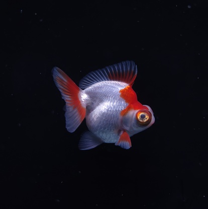 Goldfish Ryukin Telescope Red White