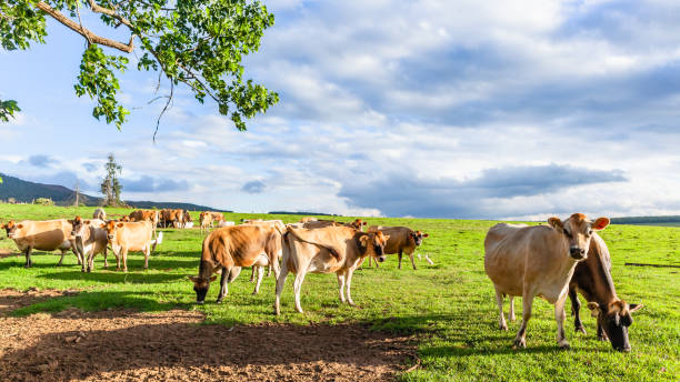 istock Dairy Farm Jersey Cattle Meadow Landscape 1461259553