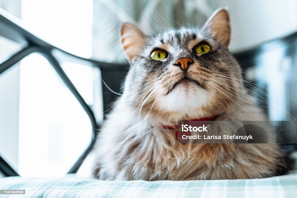 Portrait of domestic cat with red heart pendant beautiful gray fluffy thoroughbred Maine Coon cat with heart-shaped pendant on collar lies on chair cushion, looking with green eyes with an important look Domestic Cat Stock Photo