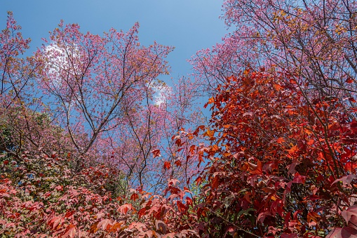 Cherry blossom and Red maple, Pangkhon-Chiang rai, thailand