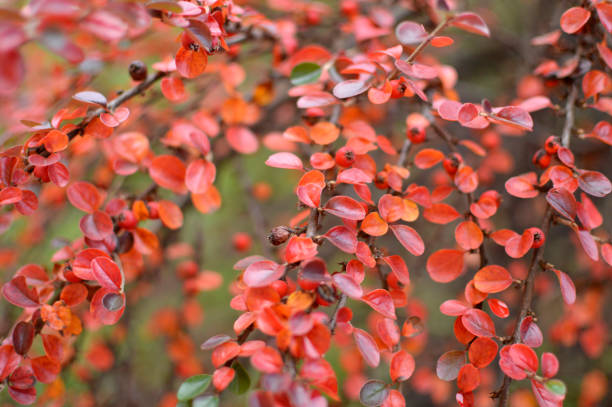 rock cotoneaster plant in bright red color branches of red rock cotoneaster macro cotoneaster horizontalis stock pictures, royalty-free photos & images