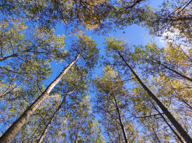 istock golden poplar trees crowns in sunlight with blue sky 1461262106