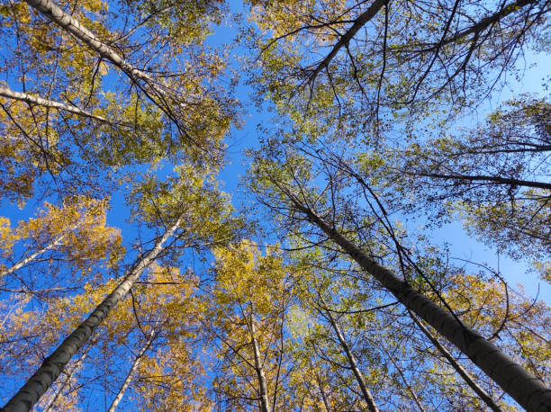istock golden poplar trees crowns in sunlight with blue sky 1461262209