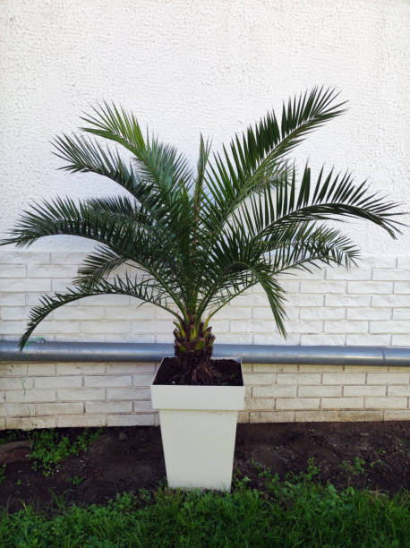 istock majesty palm growing in the pot 1461262282