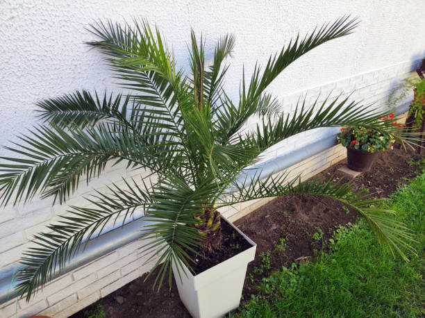 istock majesty palm growing in the pot 1461262284