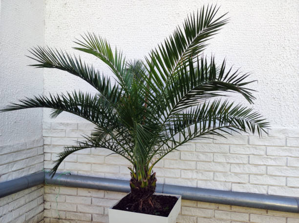 istock majesty palm growing in the pot 1461262291