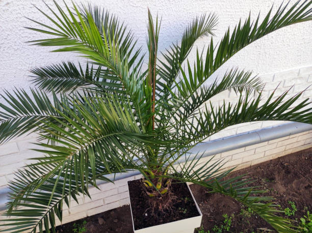 istock majesty palm growing in the pot 1461262308