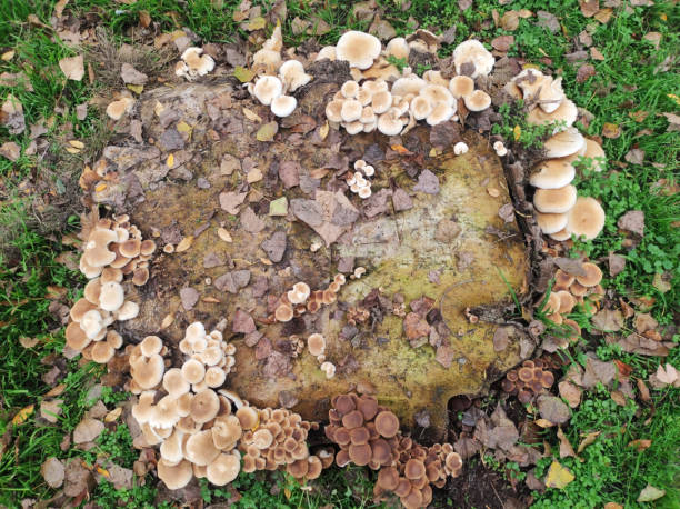 istock bunch of wild mushrooms growing on the cut tree trunk 1461262349