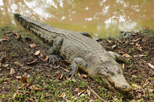 Estuarine crocodile or large swamp crocodile at the Semarang zoo.