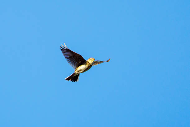 A Lark in the sky A Lark in the sky galerida cristata stock pictures, royalty-free photos & images