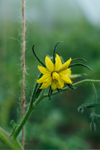 es ist blume von gelber farbe, auf einem zweig, blüte einer tomate. blühende tomatenpflanzen - tomato genetic modification biotechnology green stock-fotos und bilder